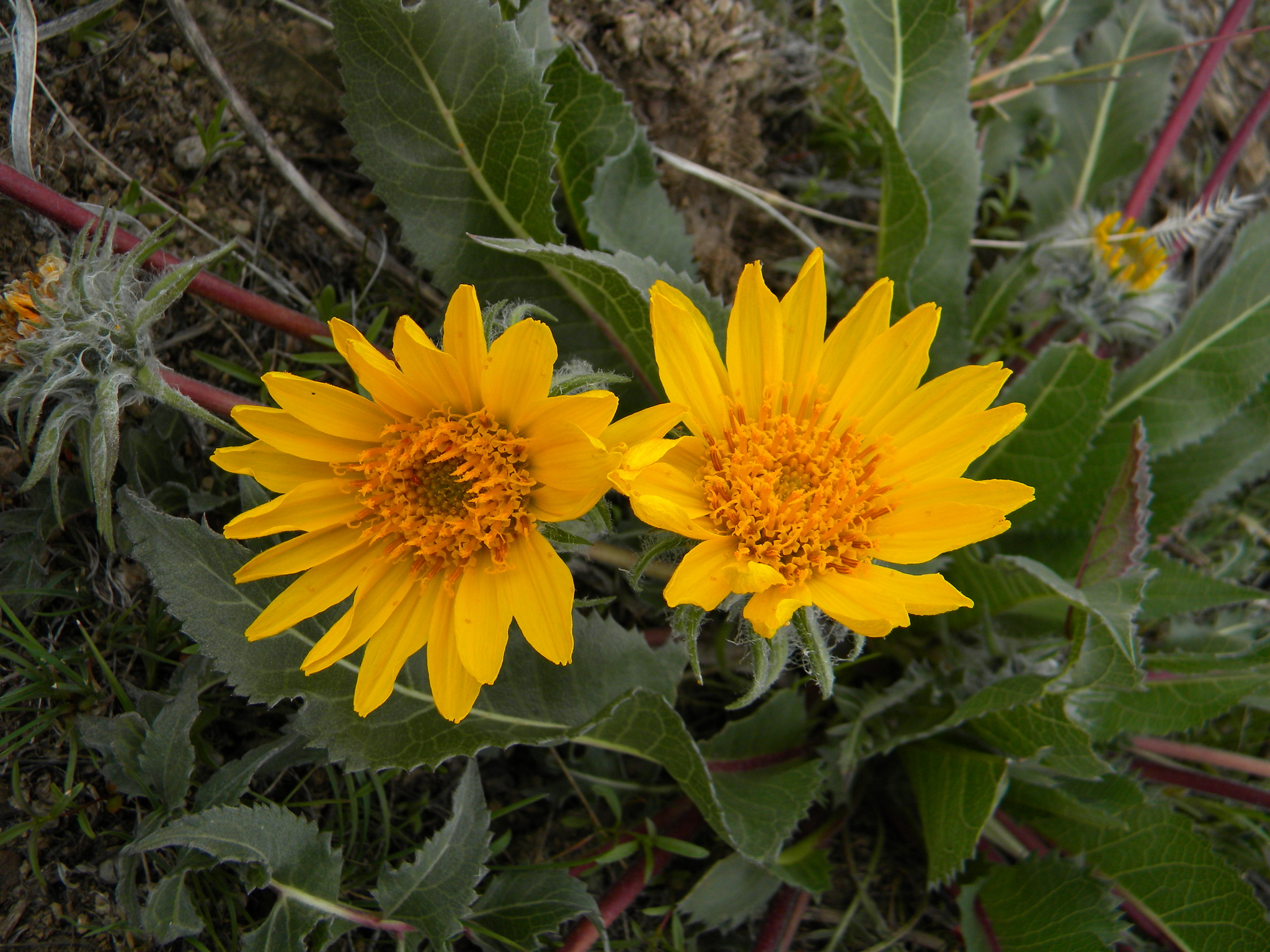 Balsamorhiza serrata