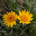 Serrated Balsamroot - Photo (c) mhays, some rights reserved (CC BY-NC), uploaded by mhays