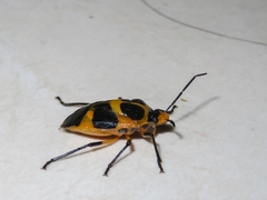 Arocera apta