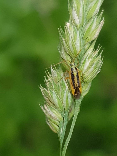 Stenotus binotatus