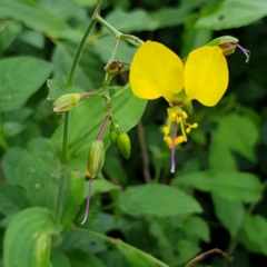 Commelineae