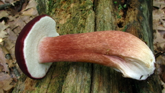 Xanthoconium purpureum