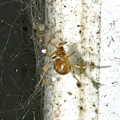 Theridiidae