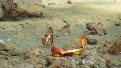 Metamorpha elissa