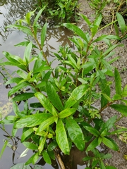 Hygrophila lacustris