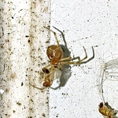 Theridiidae
