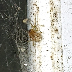 Theridiidae