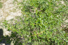 Larrea divaricata