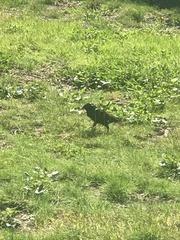 Sturnus vulgaris