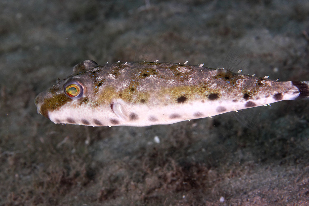 Bandtail Puffer (Sphoeroides spengleri) - Marine Life Identification