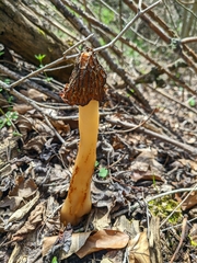Morchella semilibera