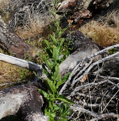 Acourtia microcephala