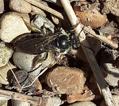 Colletes inaequalis