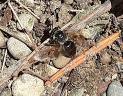 Colletes inaequalis