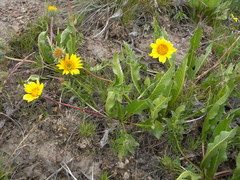 Balsamorhiza serrata