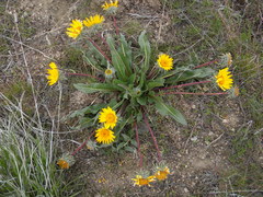 Balsamorhiza serrata