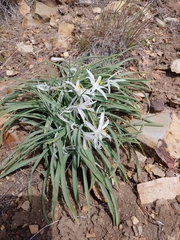 Leucocrinum montanum