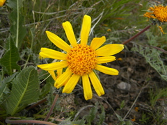 Balsamorhiza serrata