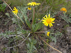 Balsamorhiza serrata