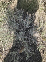 Ericameria nauseosa glabrata