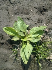 Plantago major