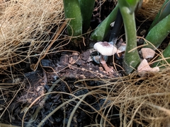 Leucocoprinus