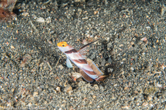 Stonogobiops nematodes