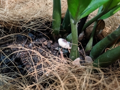 Leucocoprinus