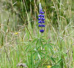 Lupinus pubescens