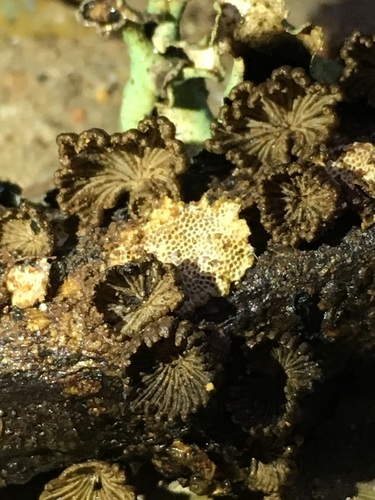 Schizophyllum umbrinum