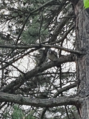 Columba palumbus