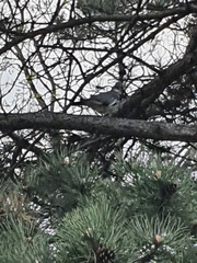 Columba palumbus