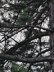 Columba palumbus