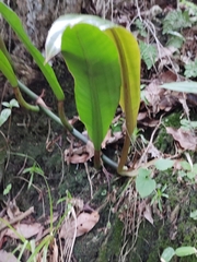 Philodendron crassinervium