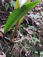 Philodendron crassinervium