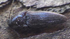 Melanotus americanus