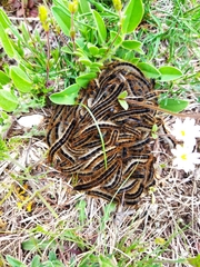 Malacosoma alpicolum