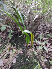Philodendron crassinervium