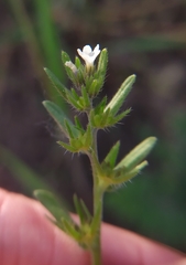 Buglossoides incrassata