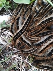 Malacosoma alpicolum