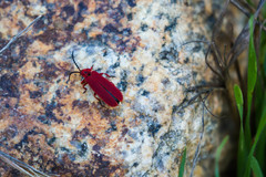 Dictyoptera simplicipes
