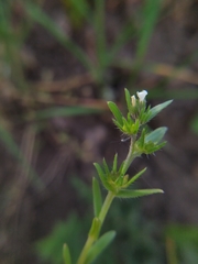 Buglossoides incrassata
