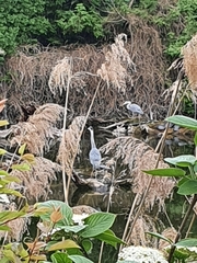 Ardea cinerea