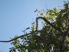Peniocereus johnstonii