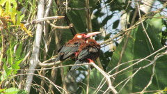 Galbalcyrhynchus leucotis