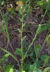 Buglossoides incrassata