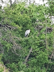 Ardea cinerea