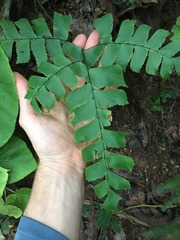 Adiantum trapeziforme