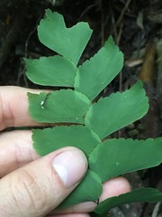 Adiantum trapeziforme