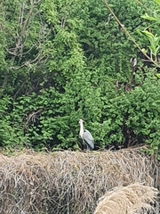 Ardea cinerea
